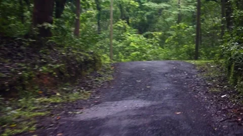 Drive along a winding, empty forest road through the vibrant, lush Western .. Stock Footage 341349800