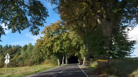 Drive down the road among old German trees Stock Footage 162677183