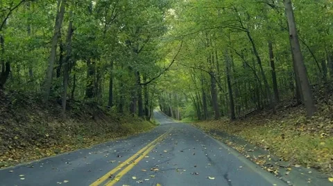Drive Down Road with Leaves Falling Stock Footage 58807725