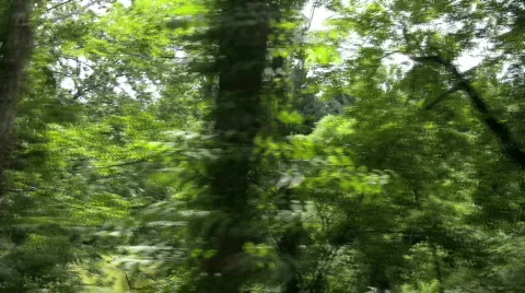 Drive by forest Video stock 139138
