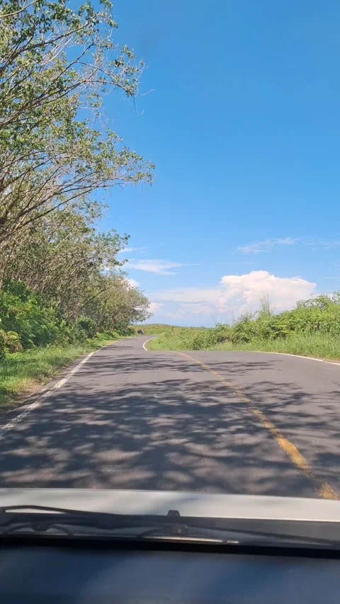 A drive to Kaur Regency, street view with rubber tree plantation besides Stock Footage 277936385