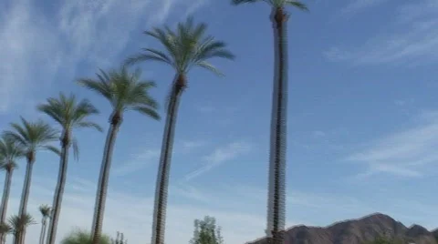 Drive-by Palm Trees Stock Footage 321163