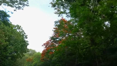 The drive passes through trees with beautiful orange flowers Stock Footage 255889150