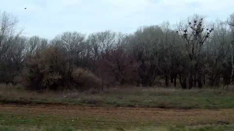 Drive past the forest thicket and the village Stock Footage 75898446