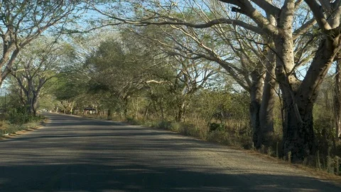Drive Plate-Curving tree lined road to San Sebastian-POV forward 스톡 동영상 106940229