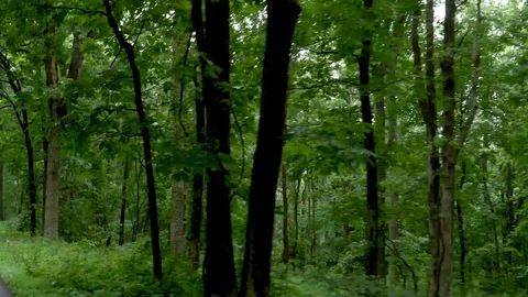 Drive Plate-Passing through lush green deciduous forest-POV Side Stock Footage 111479659