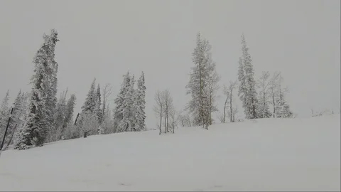 Drive Plate-POV-Passing pine trees on snowy mountain side gray snowy day Stock Footage 100640320