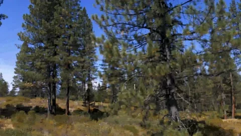 Drive Plate-POV-Passing pine forest Stock Footage 140673614