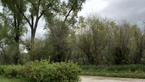 Drive plate-POV-Side view driving by sidewalk trees stop sign cloudy day Stock Footage 76592856