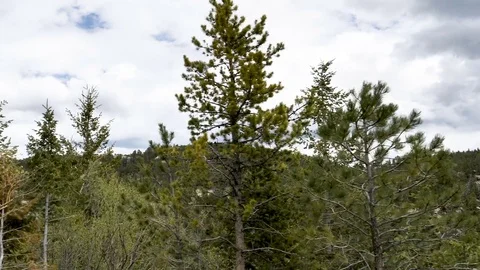 Drive Plate-POV-Side View-Rocky Mountain Colorado Pine Forest Stock Footage 76834587