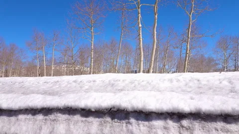 Drive Plate-Side-High snow bank Bare aspen forest Clear blue sky Stock Footage 243847480