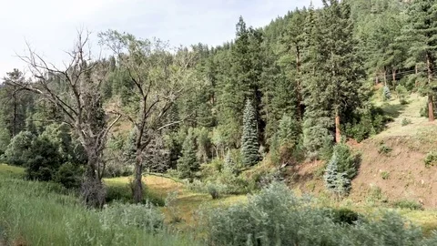 Drive Plate-Side view-Driving through Mountains Pines Northern New Mexico Stock Footage