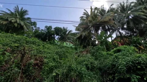 Drive Plate-Side view-Looking up at passing electrical wires and trees Stock Footage 233713106