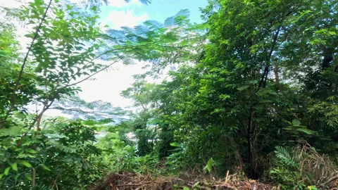 Drive Plate-Side view-passing tropical vegetation Video stock 233714240