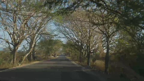 Drive Plate-Tree lined Highway 544 to the mountains-POV Forward view 스톡 동영상 106939429