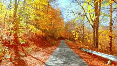 Drive pov on autumn red leaf paved mountain forest road Stock Footage 89969953