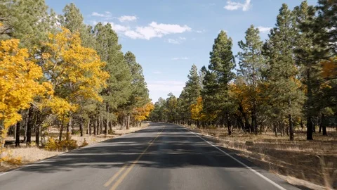 Drive On Road Through Pines Forest On Autumn Sunny Day In Grand Canyon Park Stock Footage 119919279