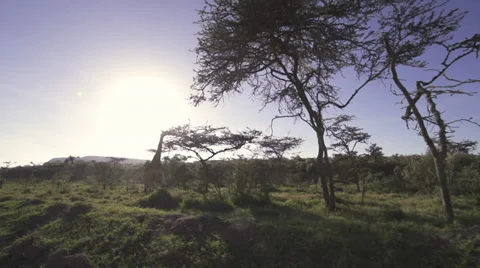 Drive-by scenery wide-angle shot of savanna and giraffes Stock Footage 33544485
