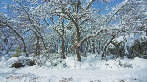 Drive On Snow Covered Mountain Forest Landscape Stock Footage 124512865