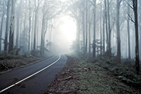 Drive thought the forrest 스톡 사진