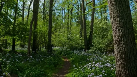 Drive through a blooming green forest in spring in Russia Stock Footage 195301636