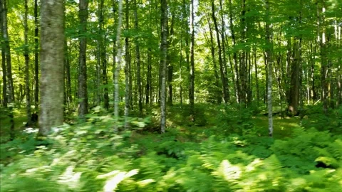 Drive Through Forest Stock Footage 135621370
