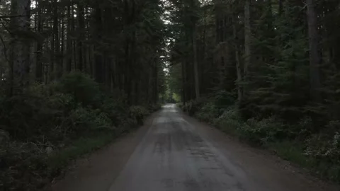 Drive through forest road Stockbeeldmateriaal 158509288