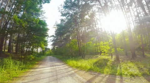 Drive through the green forest Stock Footage 64166033