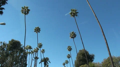 Drive Through Palm Trees In California 動画素材 34005065
