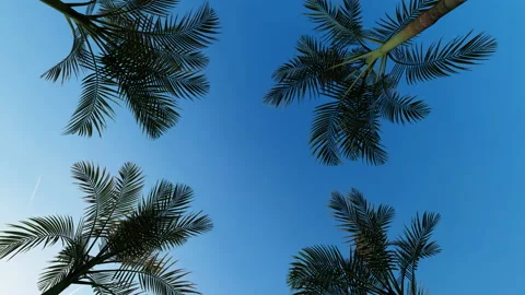 Drive through a road of palm trees, camera looking at the sky, 4K Vidéo 158732283