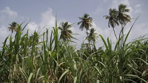 Drive through the wilderness 1 動画素材 103273384