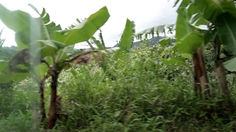 Drive through the wilderness 2 Stock Footage 103333113