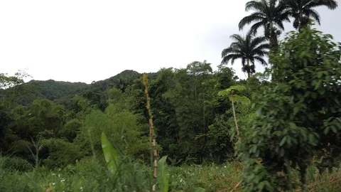 Drive through the wilderness 3 Stock Footage 103385801