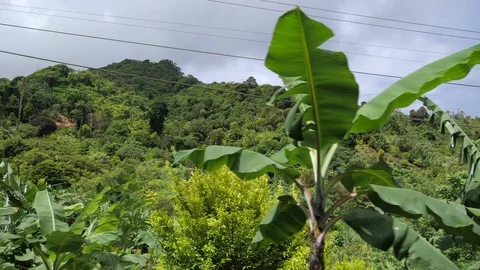 Drive through the wilderness 5 Stock Footage 103389318