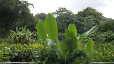 Drive through the wilderness 6 Stock Footage 103396519