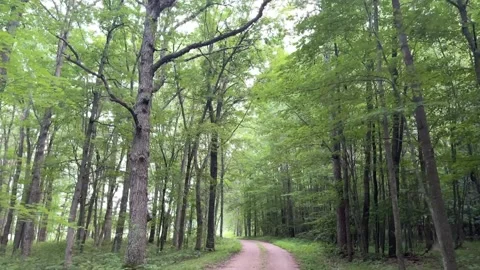 Drive through the woods Stock Footage 157565541