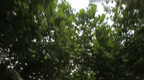 Drive under trees 1 30 Stock Footage 39654585