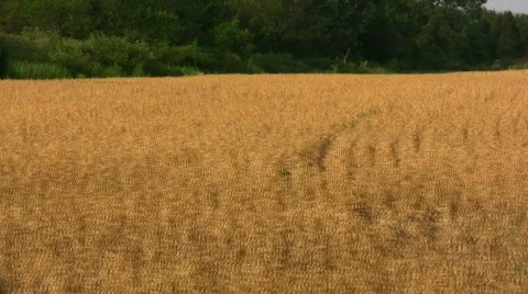 Drive by wheat field short Stock-Footage 139133