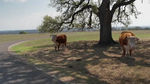 Driveby of Cattle on LBJ Ranch Stock Footage 236595910