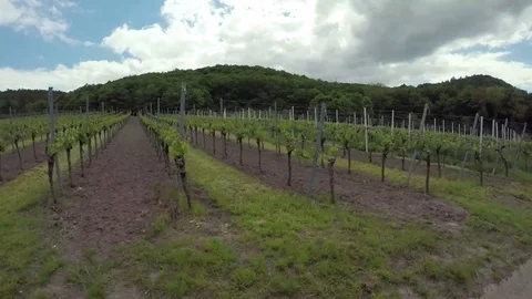 Driven sideways on the vineyard with view to young growing vine Video stock 76107638