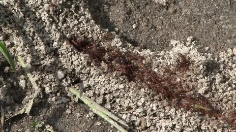 Driver ants column in the rainforests of Central African Republic 1 Stock Footage 54291086