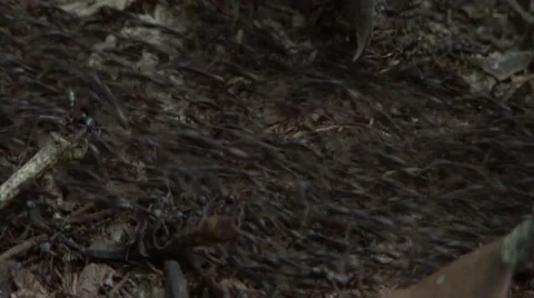 Driver ants column in the rainforests of Central African Republic 3 Stock Footage 54291143