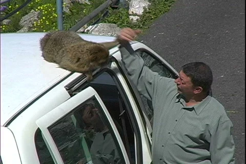 Driver-Ape Stock Footage 817348