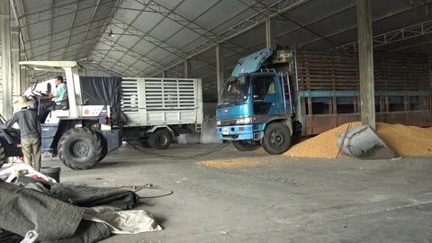Driver drive wheel loader pulling the truck out of stage corn seed. Stock Footage 70055602