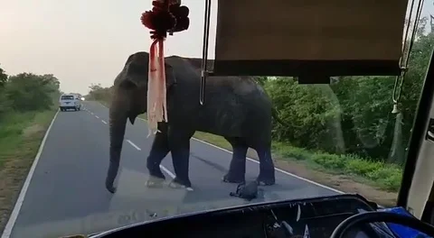 Driver gets clobbered by elephant trunk as it steals bananas from bus Stock Footage 106304036
