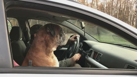Driver gets out of the car, dog stay inside. Video stock 84363399