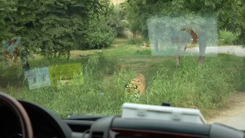 Driver observes tiger in grass while seated inside vehicle, nature visible 库存影片 328917531
