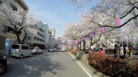 Driver POV through a crowd gathering to watch the cherry blossoms in Koishikawa. Vídeos de archivo 61636897