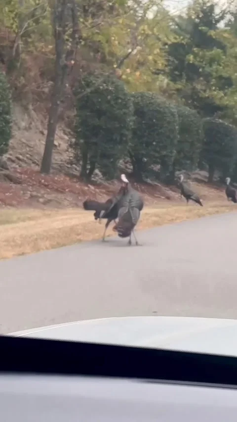Driver Thinks She Spotted Conjoined Turkeys Tussling, Nashville, Tennessee, USA  Stock Footage 348169790