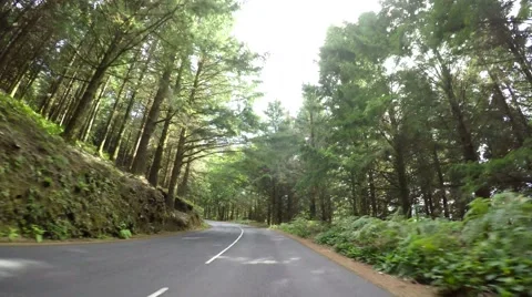 Driver view in a forest, Madeira, Island of Portugal Stock Footage 58628407